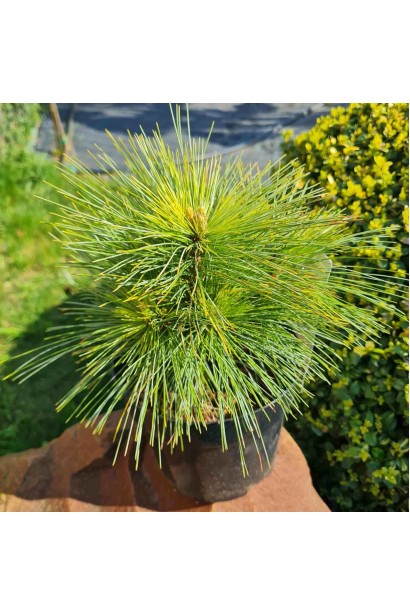 Хвоя сосны Витхорст: зелёная и густая.